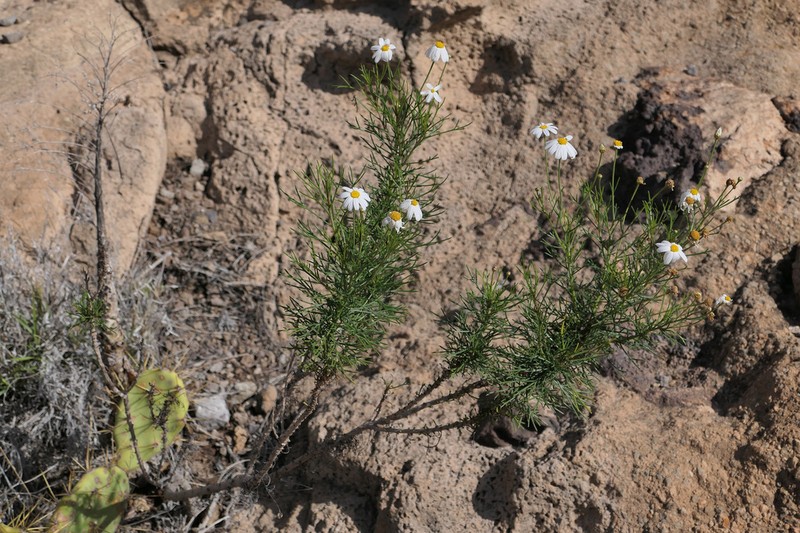 Argyranthemum gracile photo 7