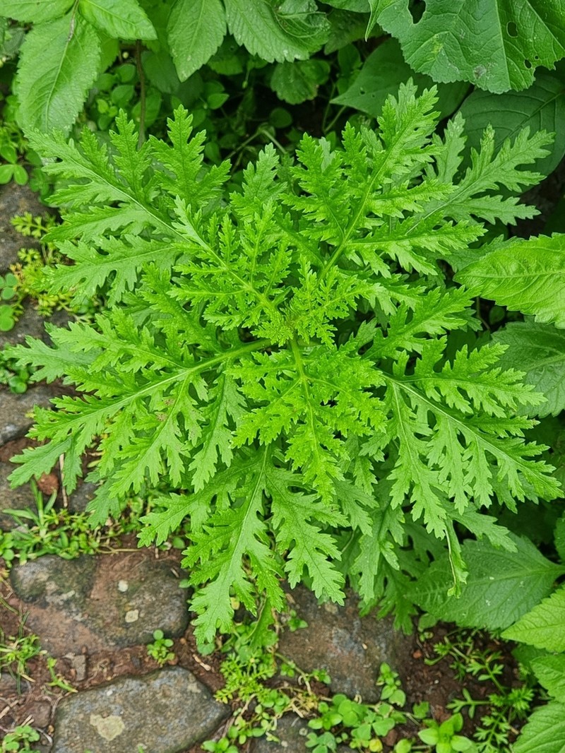 Argyranthemum haematomma