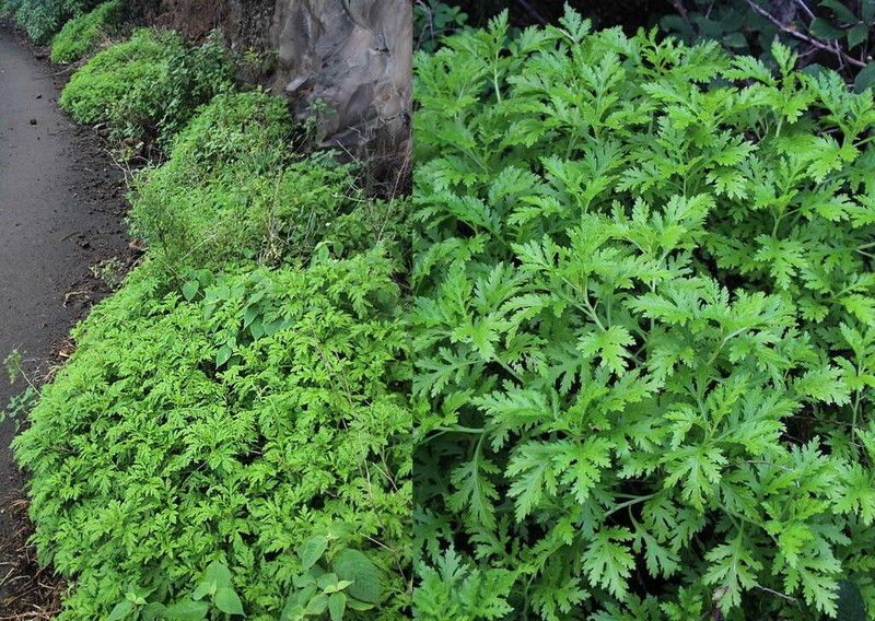 Argyranthemum haematomma photo 2