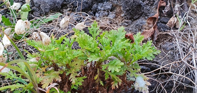 Argyranthemum haematomma photo 3
