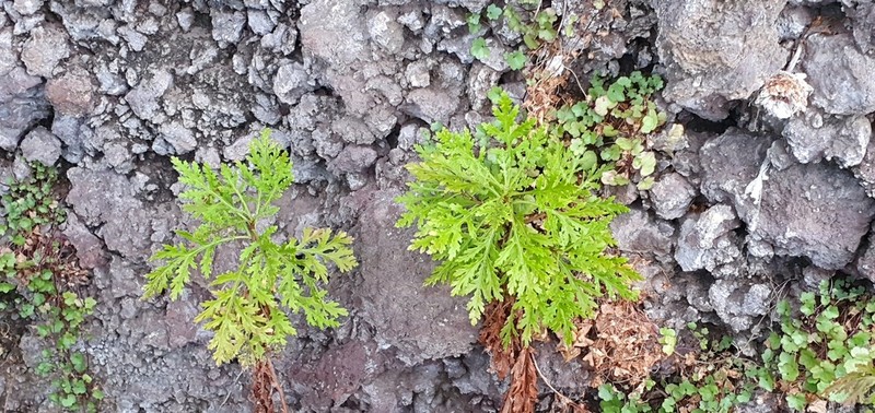 Argyranthemum haematomma photo 5