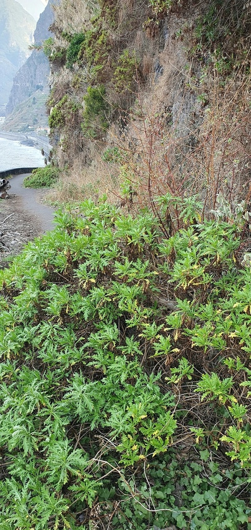 Argyranthemum haematomma photo 6