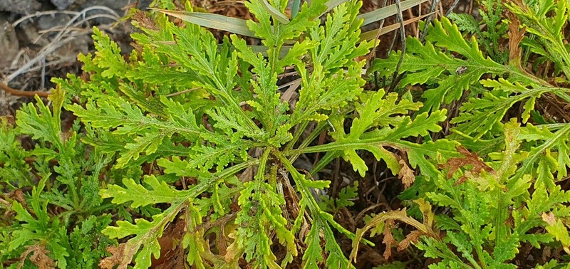 Argyranthemum haematomma photo 7