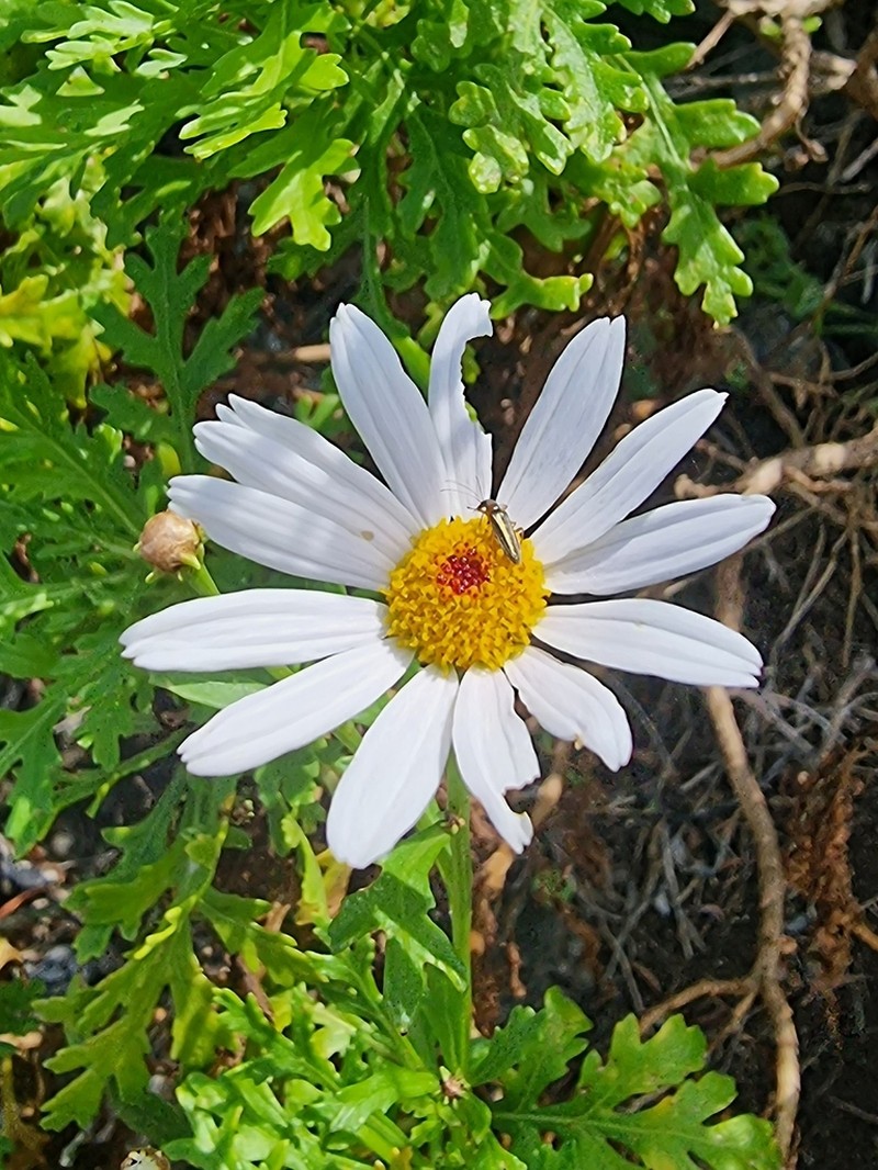 Argyranthemum haematomma photo 8