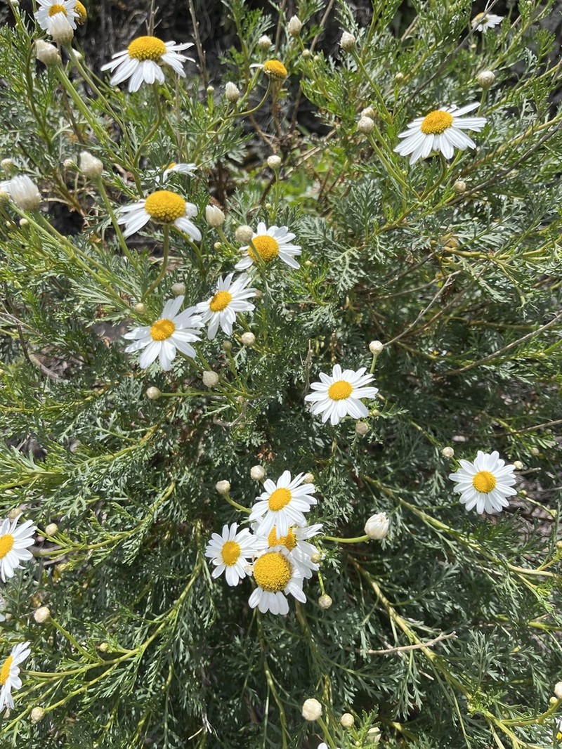 Argyranthemum haouarytheum