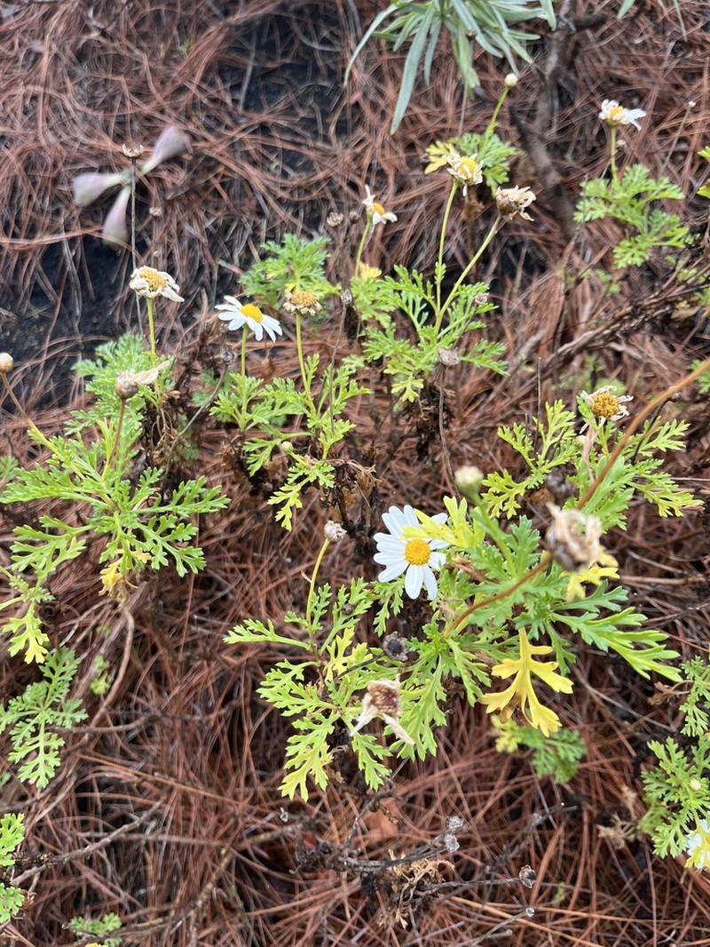 Argyranthemum haouarytheum photo 2