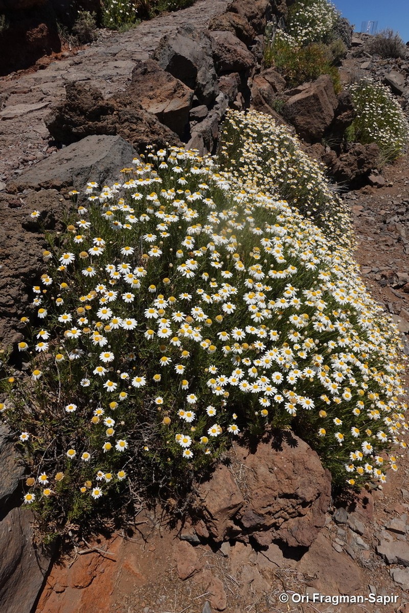 Argyranthemum haouarytheum photo 3