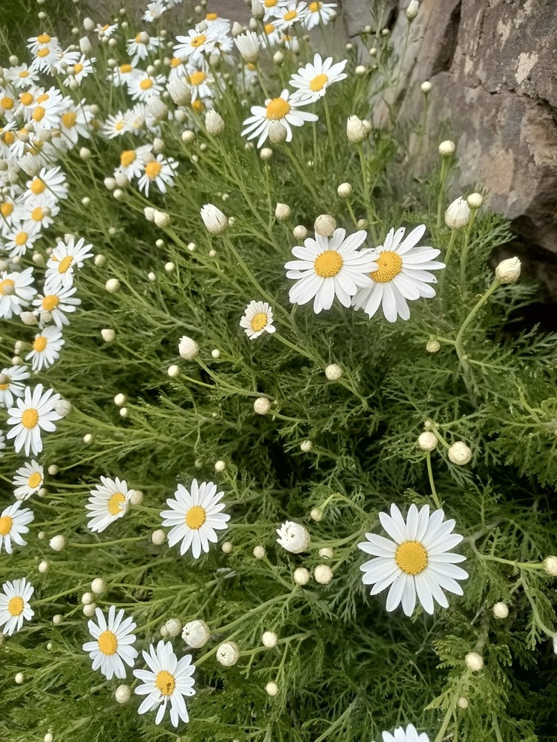 Argyranthemum haouarytheum photo 4