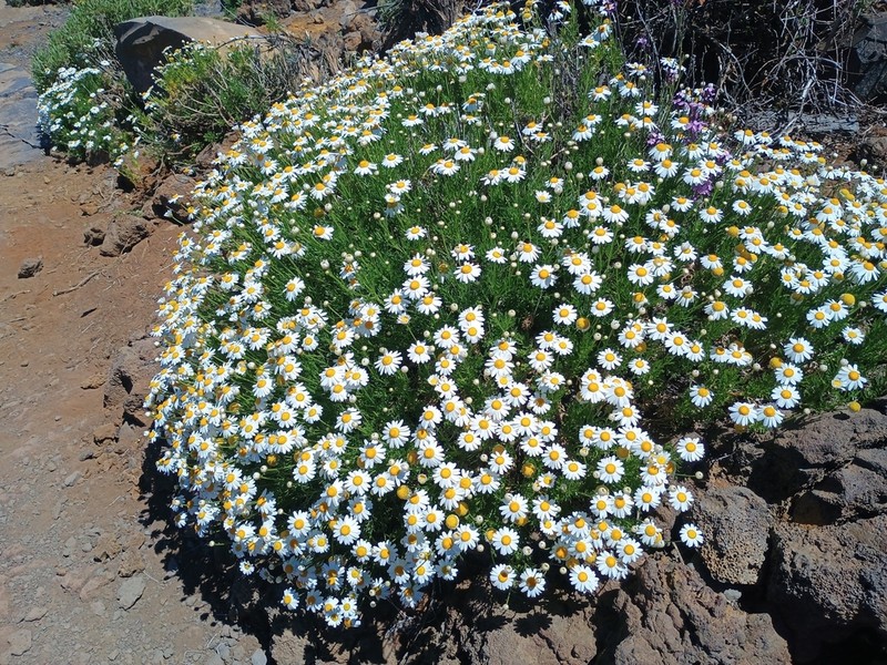 Argyranthemum haouarytheum photo 6