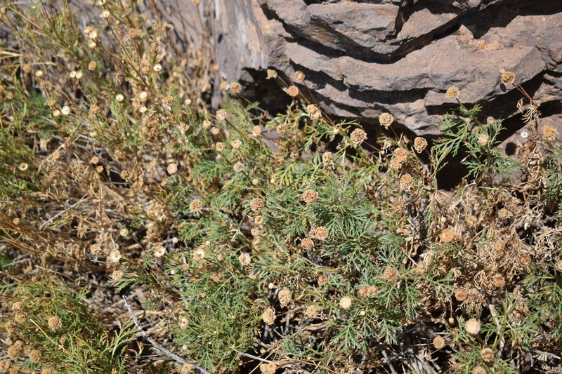Argyranthemum haouarytheum photo 7