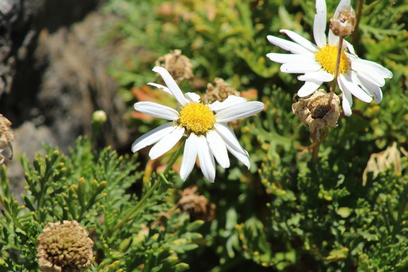 Argyranthemum haouarytheum photo 8