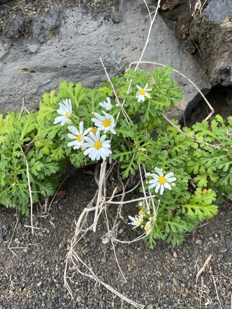 Argyranthemum hierrense