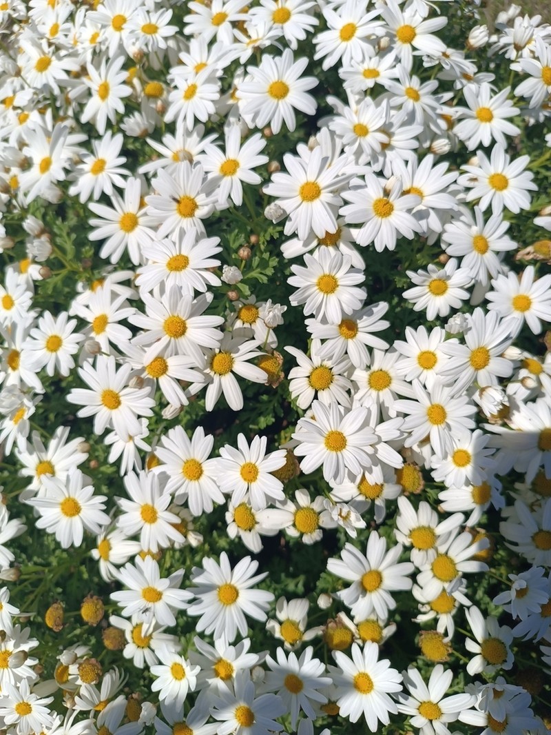 Argyranthemum hierrense photo 2