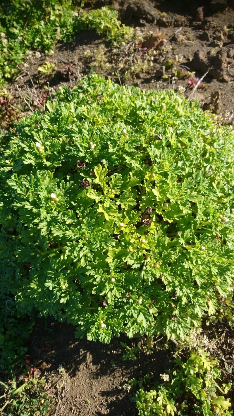 Argyranthemum hierrense photo 3