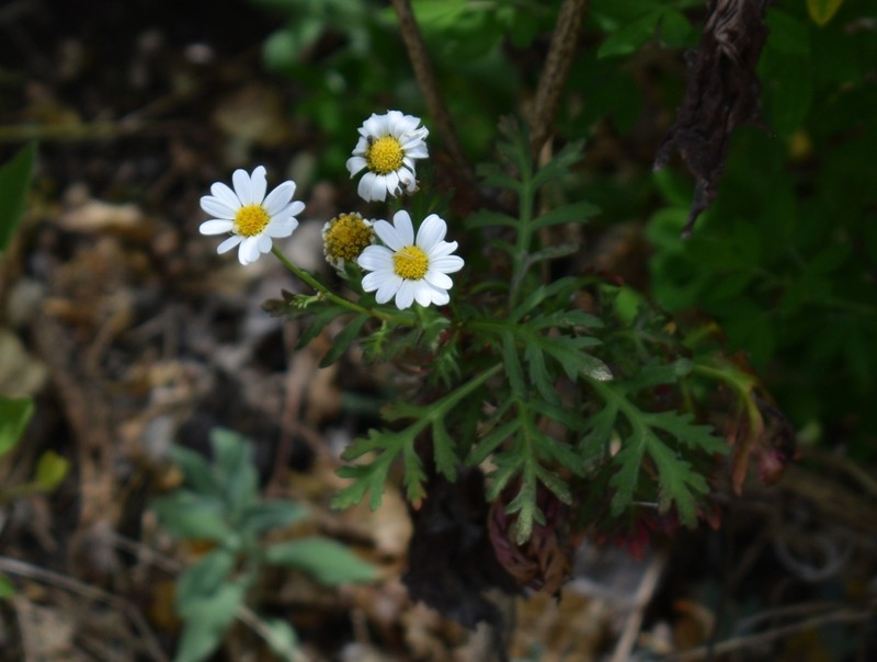 Argyranthemum hierrense photo 4