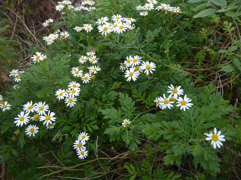 Argyranthemum hierrense photo 6