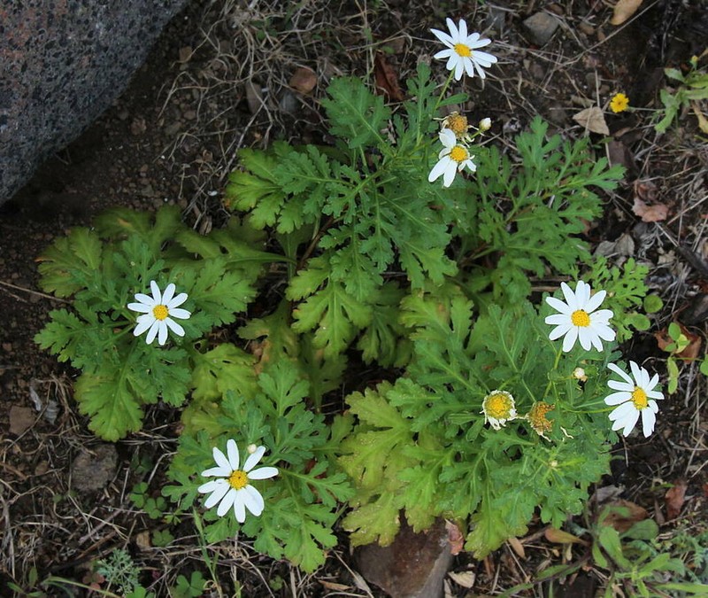 Argyranthemum hierrense photo 7