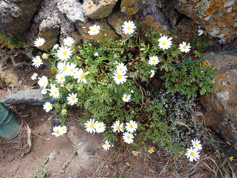 Argyranthemum hierrense photo 8