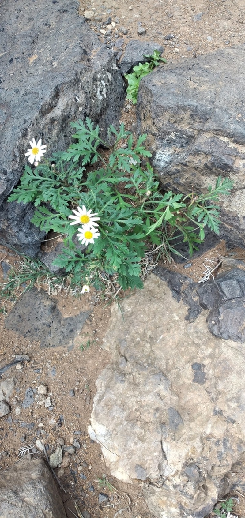Argyranthemum lemsii