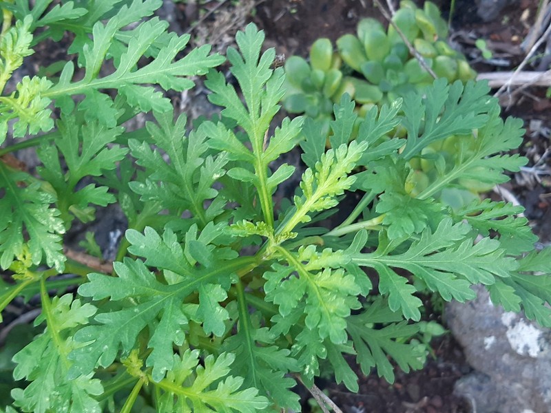 Argyranthemum lemsii photo 5