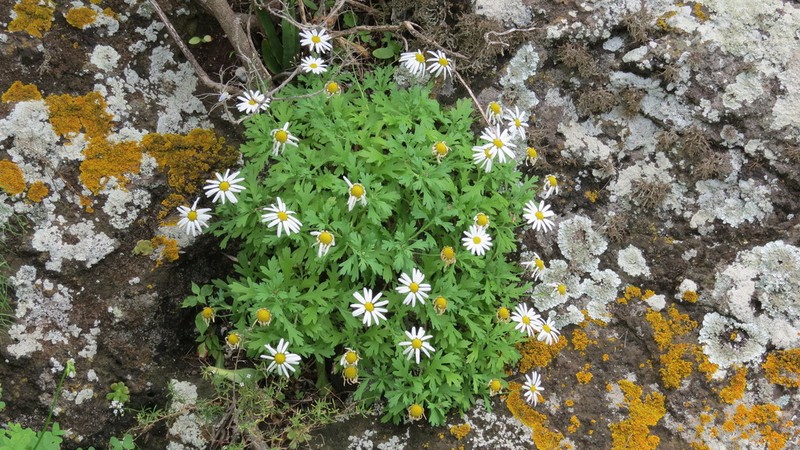 Argyranthemum lidii