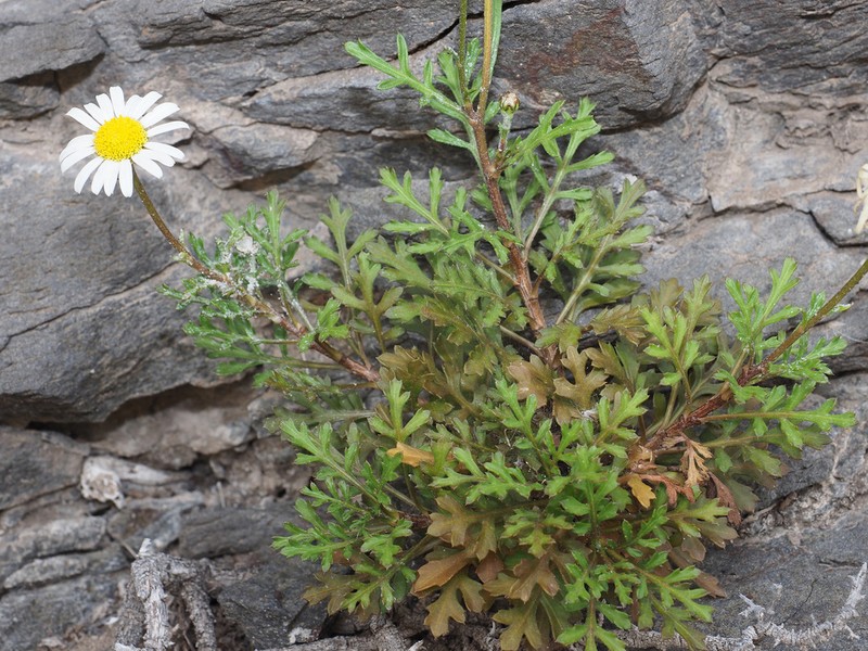 Argyranthemum lidii photo 2