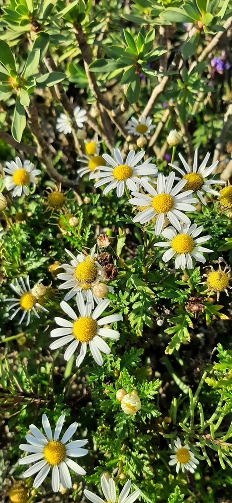 Argyranthemum lidii photo 3