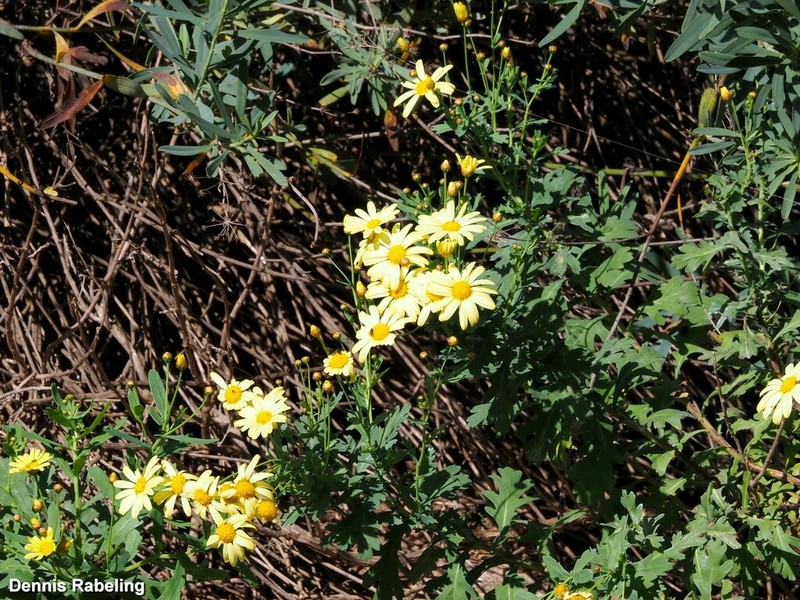 Argyranthemum maderense photo 2