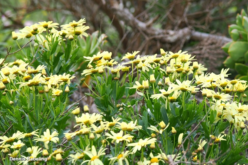Argyranthemum maderense photo 3