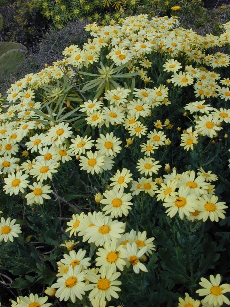Argyranthemum maderense photo 4