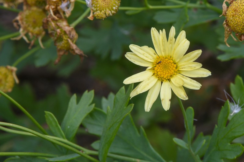 Argyranthemum maderense photo 5