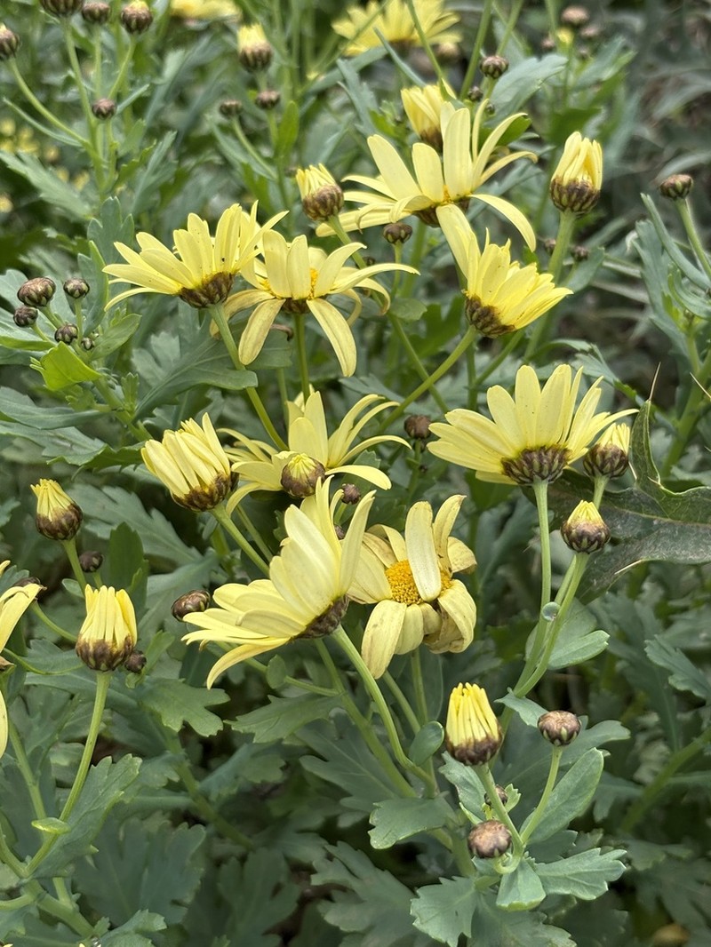 Argyranthemum maderense photo 7