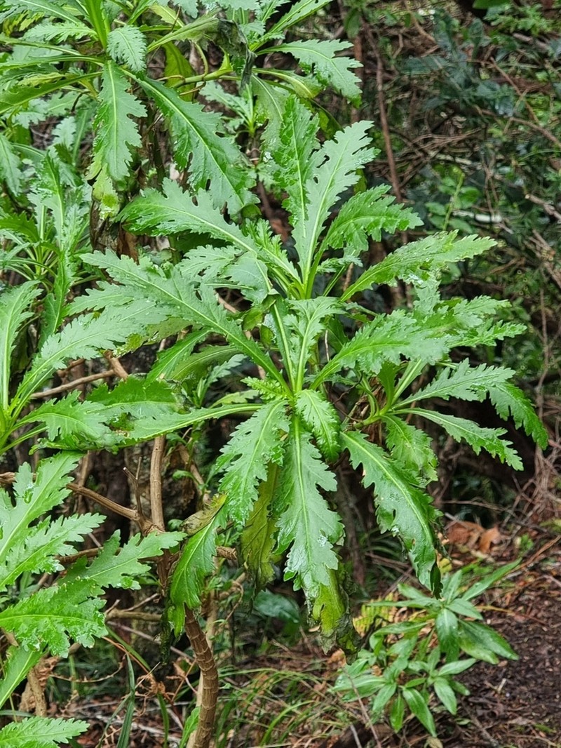 Argyranthemum pinnatifidum