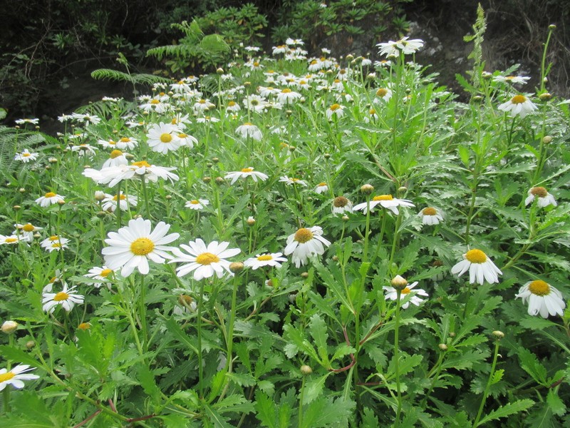 Argyranthemum pinnatifidum photo 2