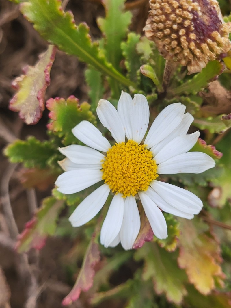 Argyranthemum pinnatifidum photo 3