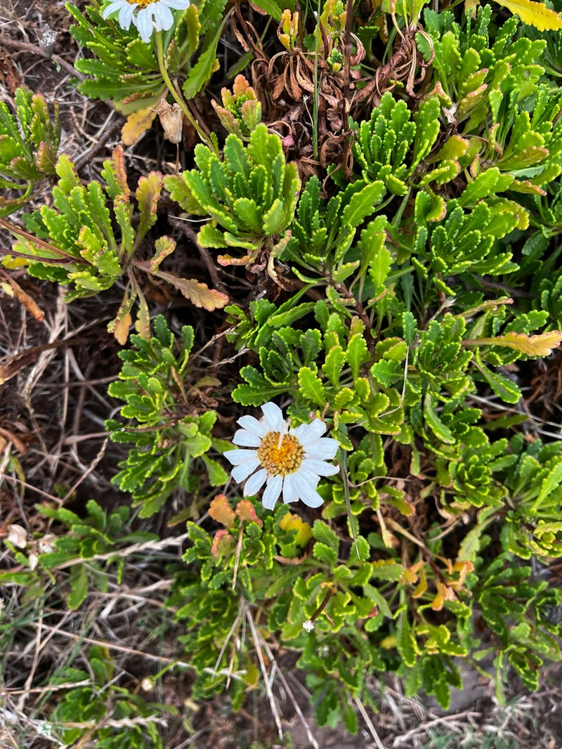 Argyranthemum pinnatifidum photo 4