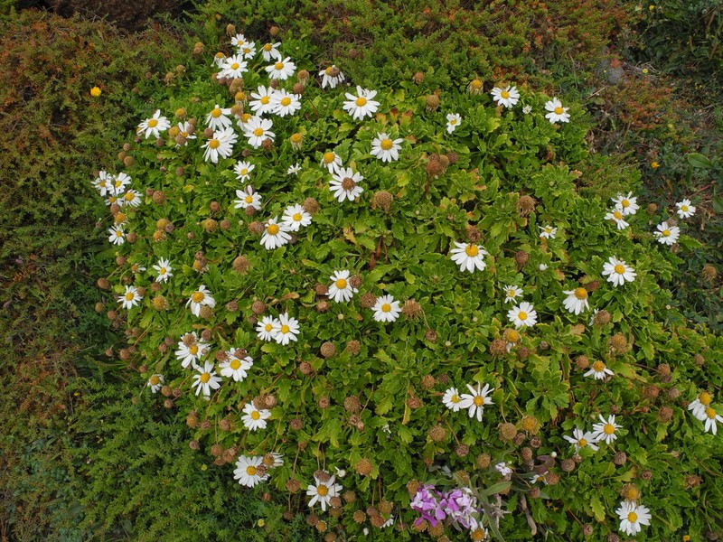 Argyranthemum pinnatifidum photo 6