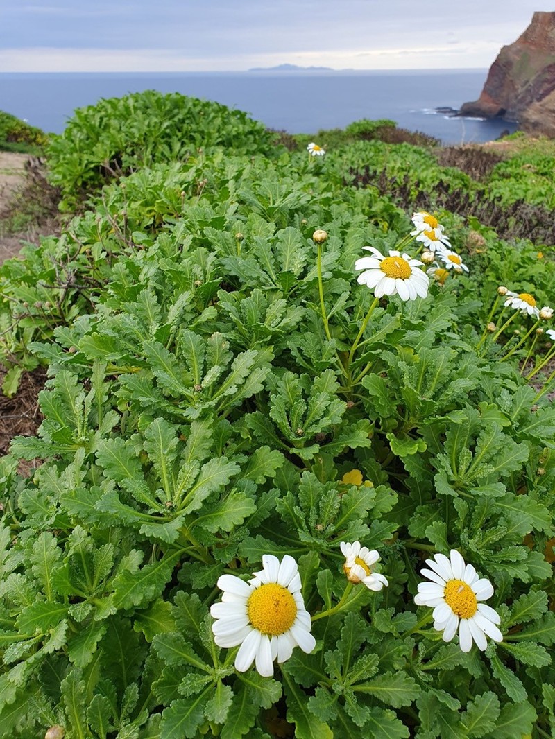 Argyranthemum pinnatifidum photo 7