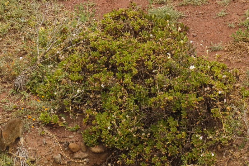 Argyranthemum pinnatifidum photo 8