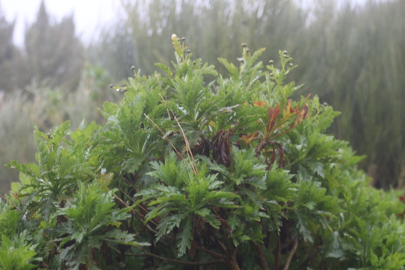 Argyranthemum pinnatifidum subsp. montanum