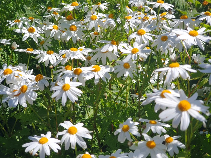 Argyranthemum pinnatifidum subsp. montanum photo 2