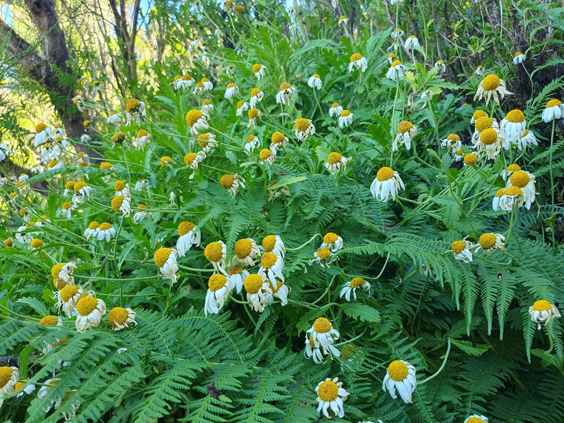 Argyranthemum pinnatifidum subsp. montanum photo 3