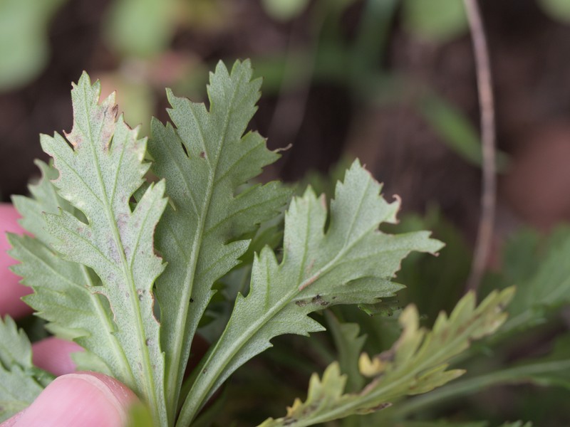 Argyranthemum pinnatifidum subsp. montanum photo 4
