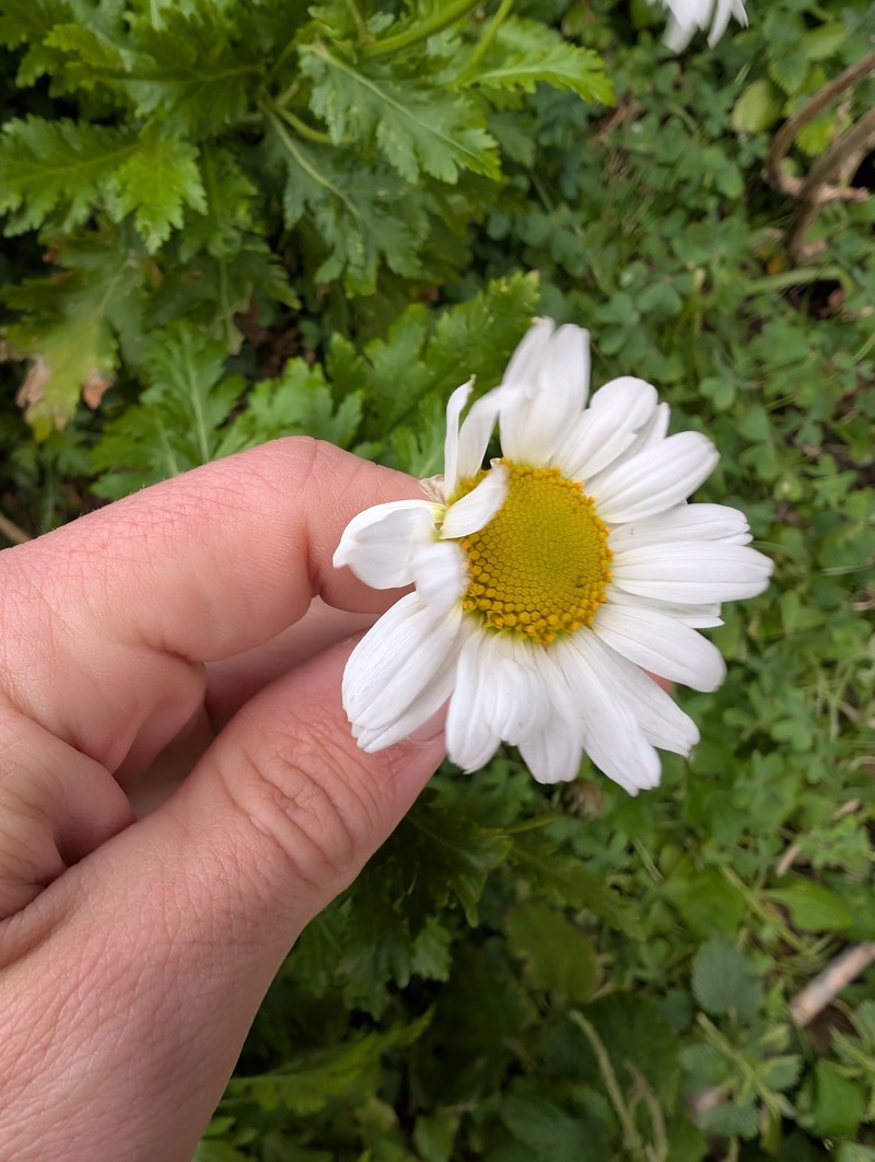 Argyranthemum pinnatifidum subsp. pinnatifidum