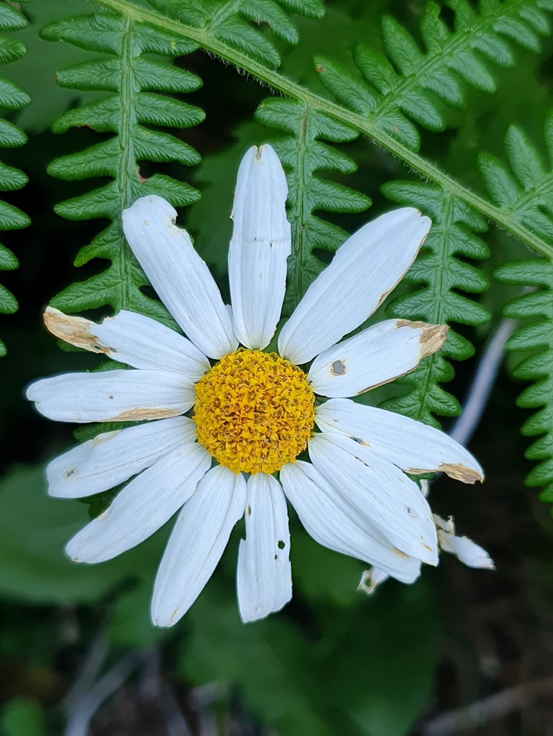 Argyranthemum pinnatifidum subsp. pinnatifidum photo 2