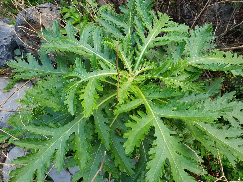 Argyranthemum pinnatifidum subsp. pinnatifidum photo 3