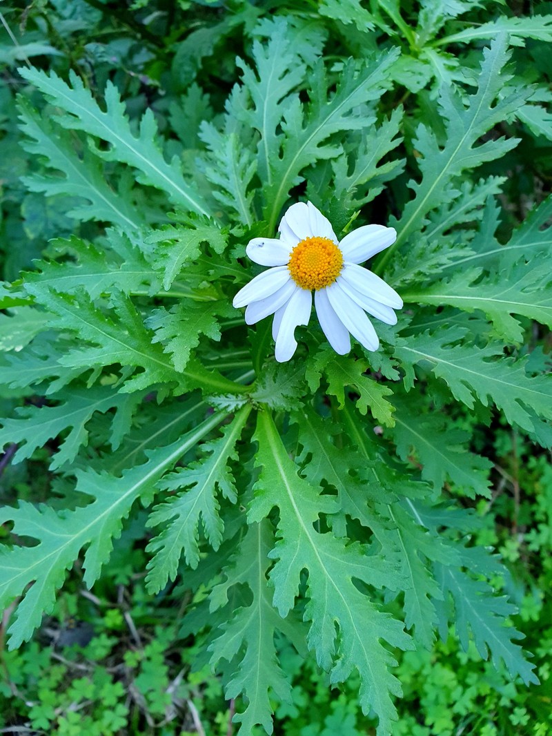 Argyranthemum pinnatifidum subsp. pinnatifidum photo 4