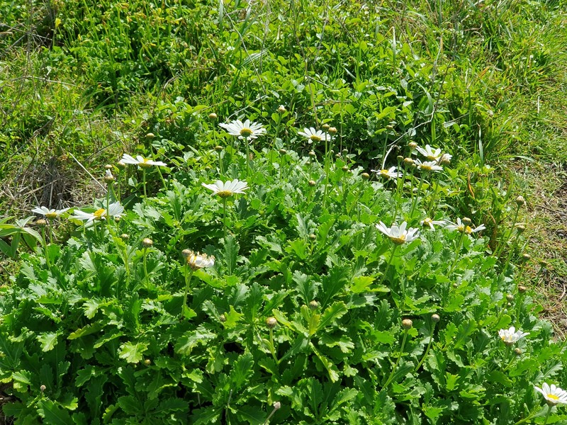 Argyranthemum pinnatifidum subsp. succulentum