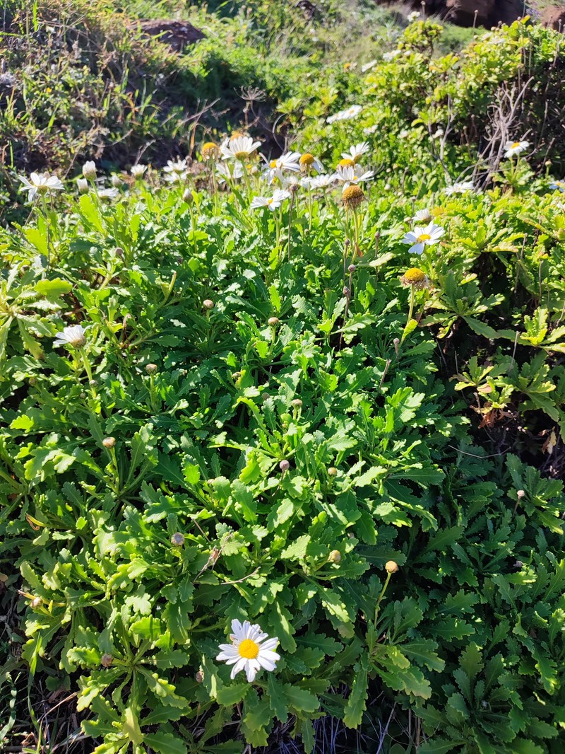 Argyranthemum pinnatifidum subsp. succulentum photo 3