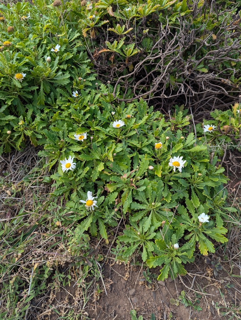 Argyranthemum pinnatifidum subsp. succulentum photo 4